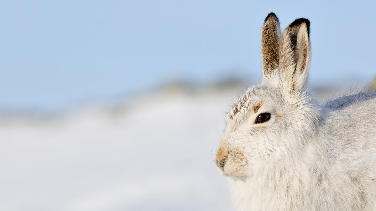 scotland the new wild bbc two episode 3